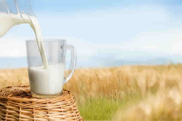 Conheça 2 propriedades importantes para a saúde presentes no leite
